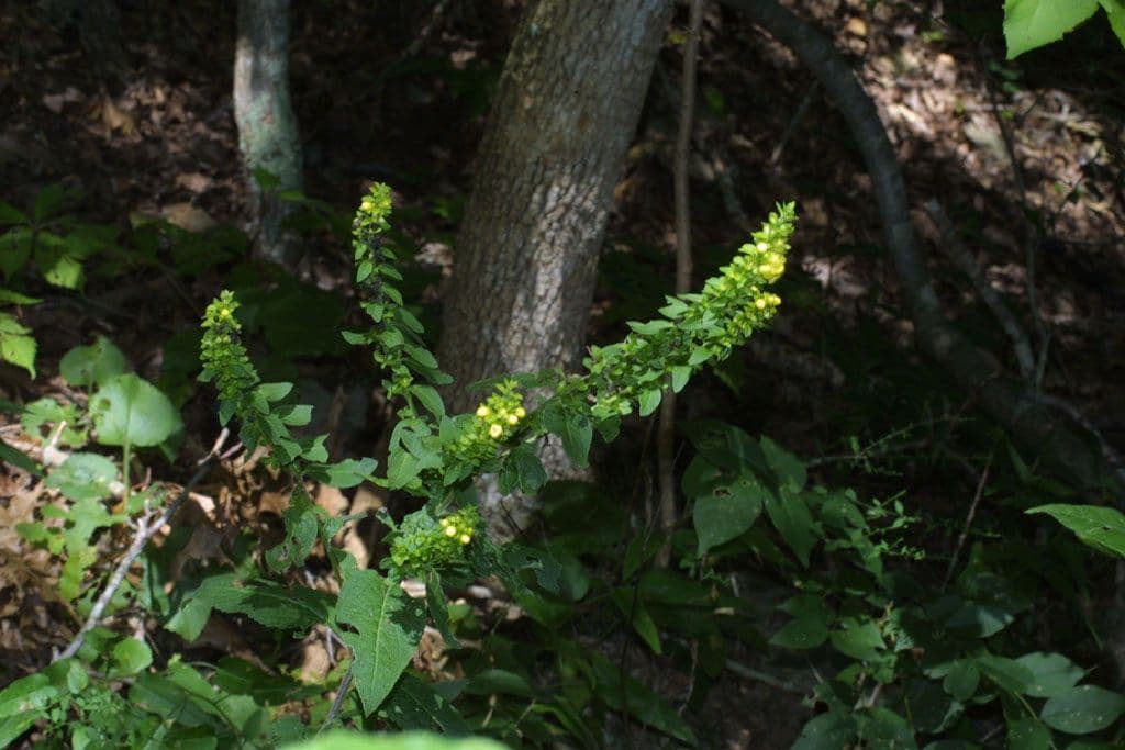 Dasistoma 12