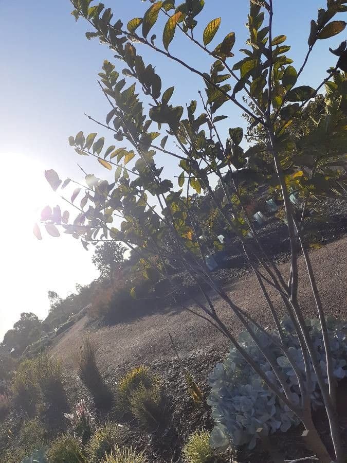 Dais cotinifolia 7