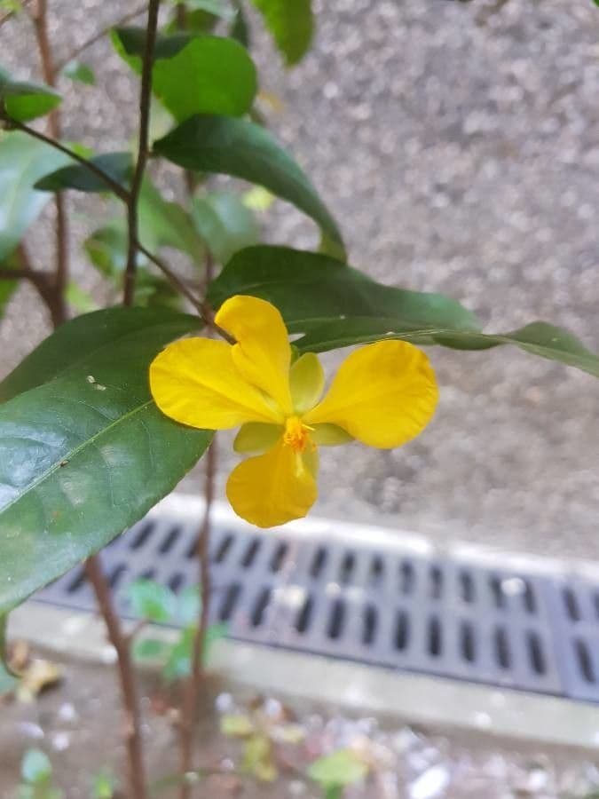 Ochna serrulata 9