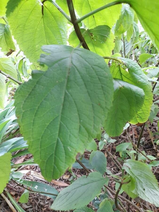 Plectranthus 13