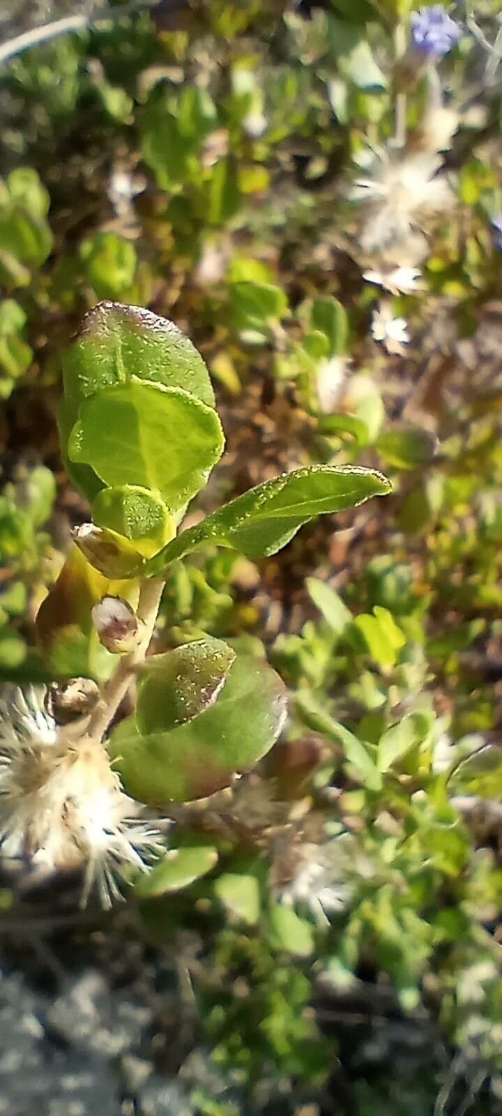Monardella purpurea 14