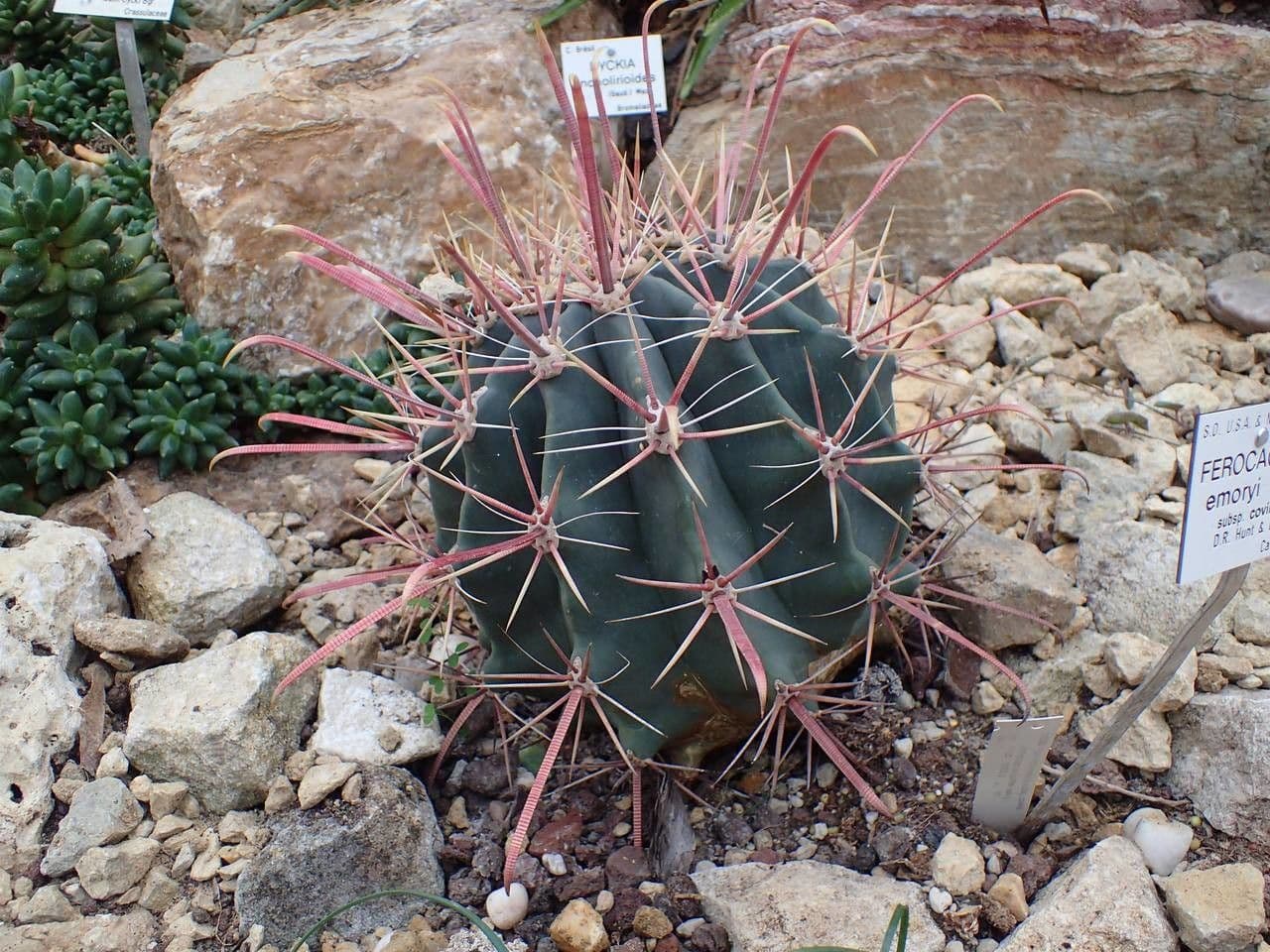 Cactus a botte di Emory 13