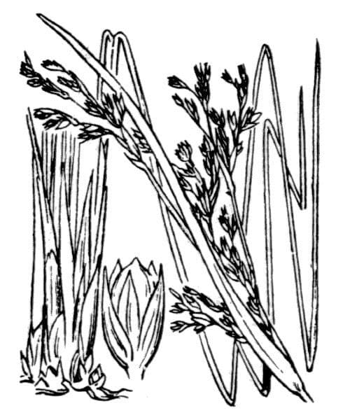 Junco marítimo 28