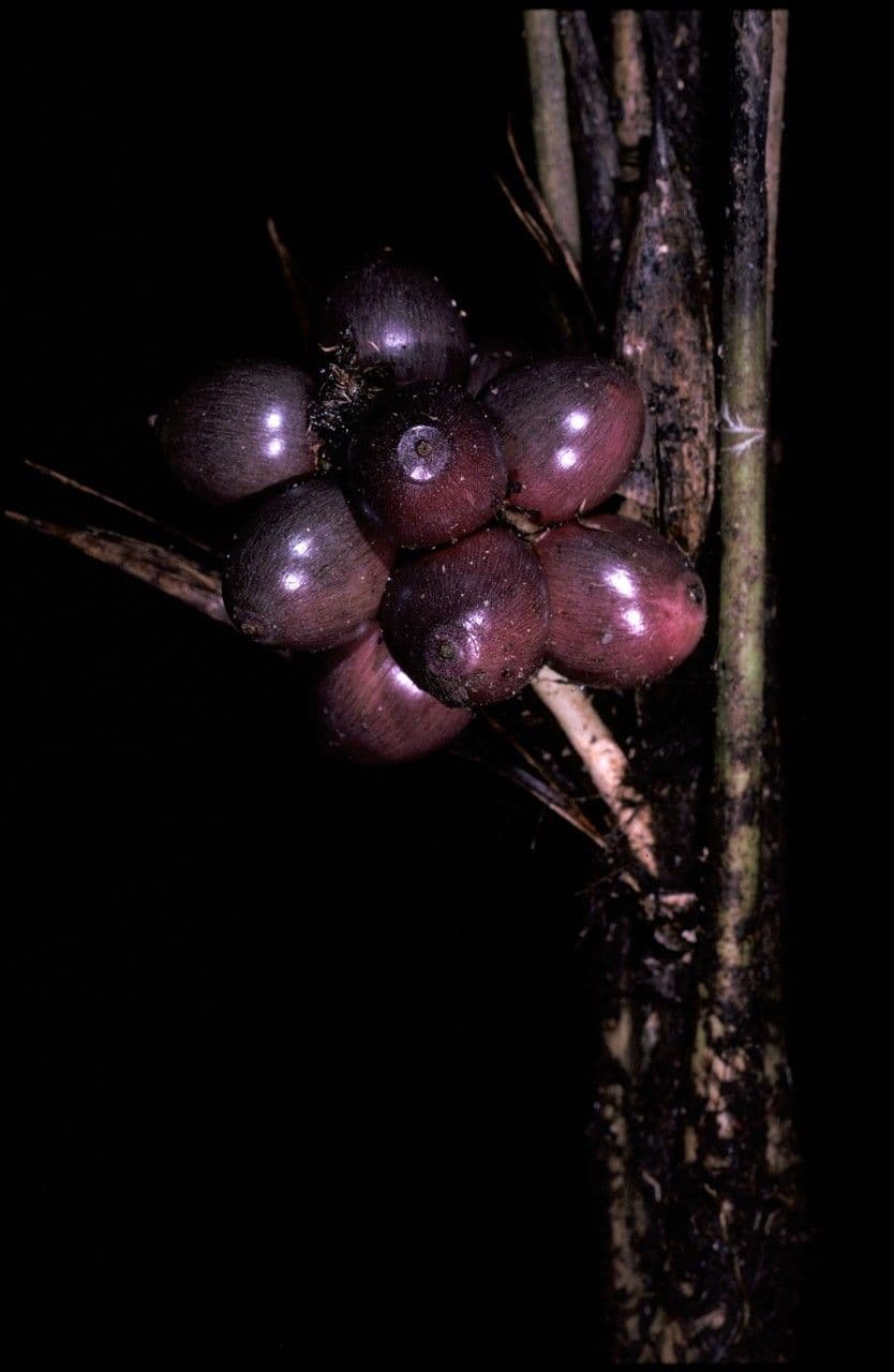 Palma Bactris
