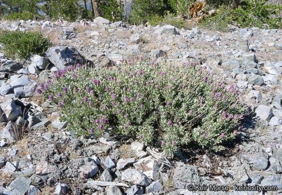 Salvia pachyphylla 11