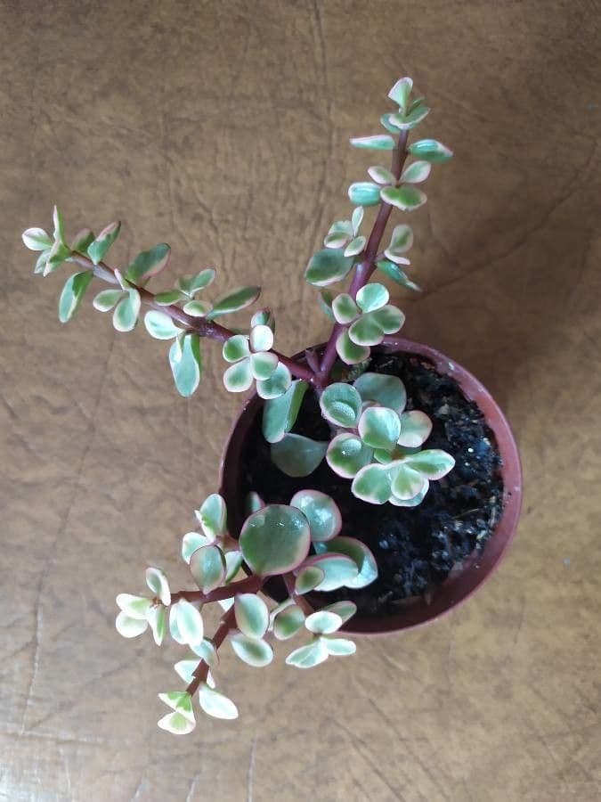 Portulacaria afra 7