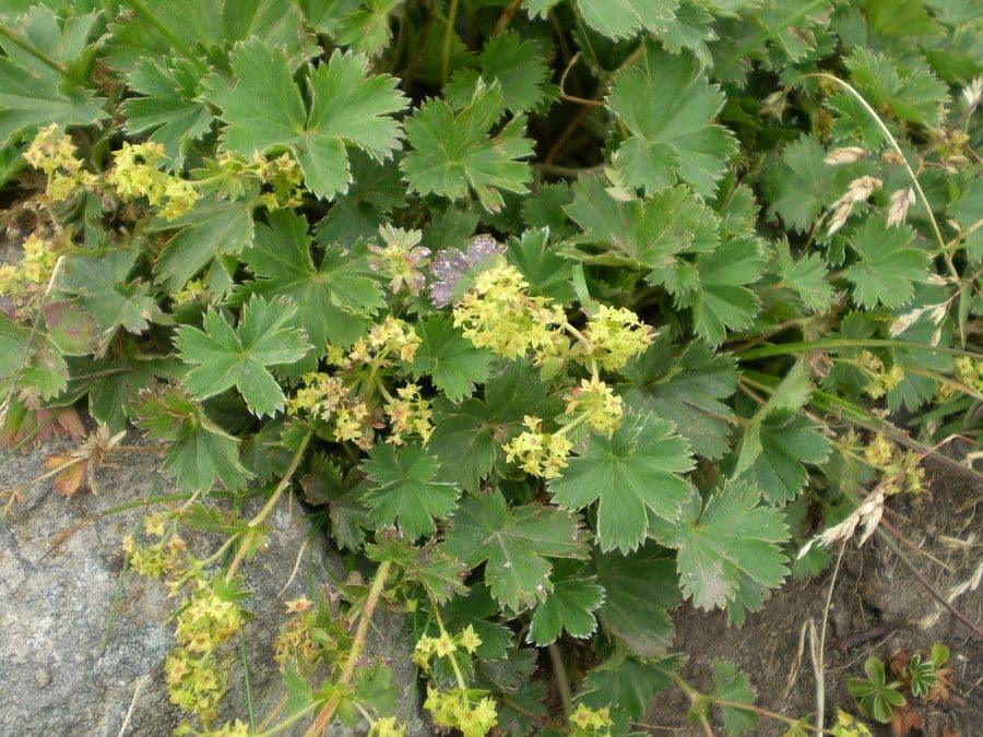 Alchemilla 10