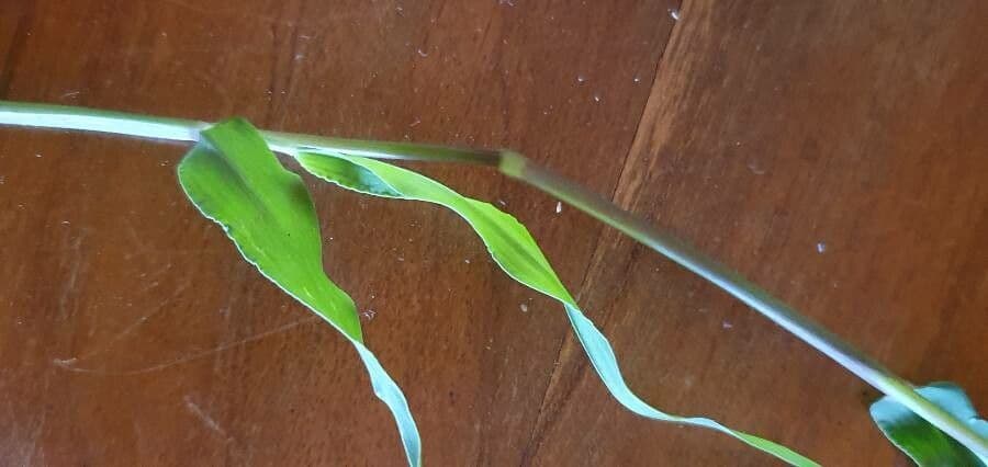 Eriochloa 6