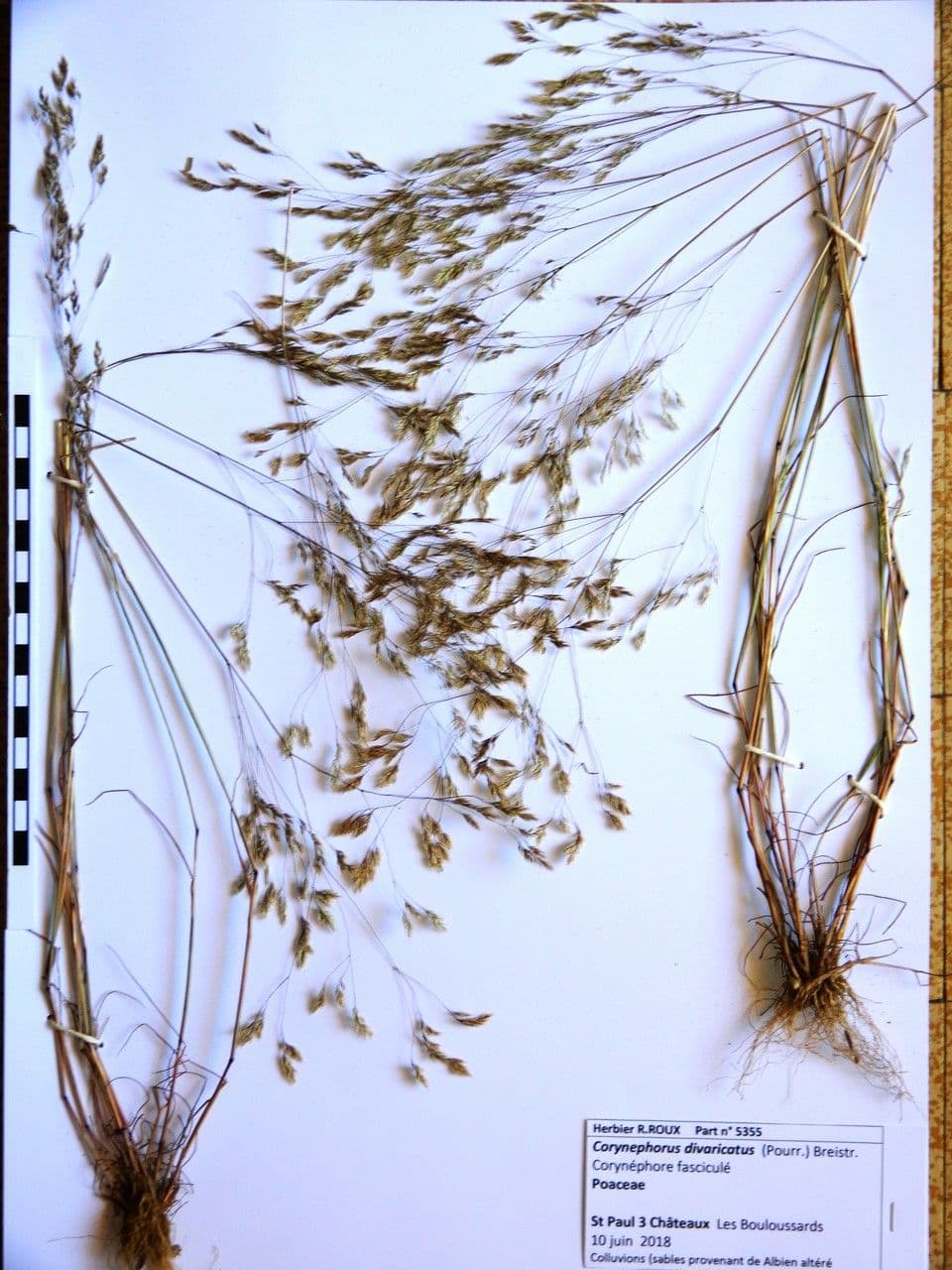 Corynephorus divaricatus 3