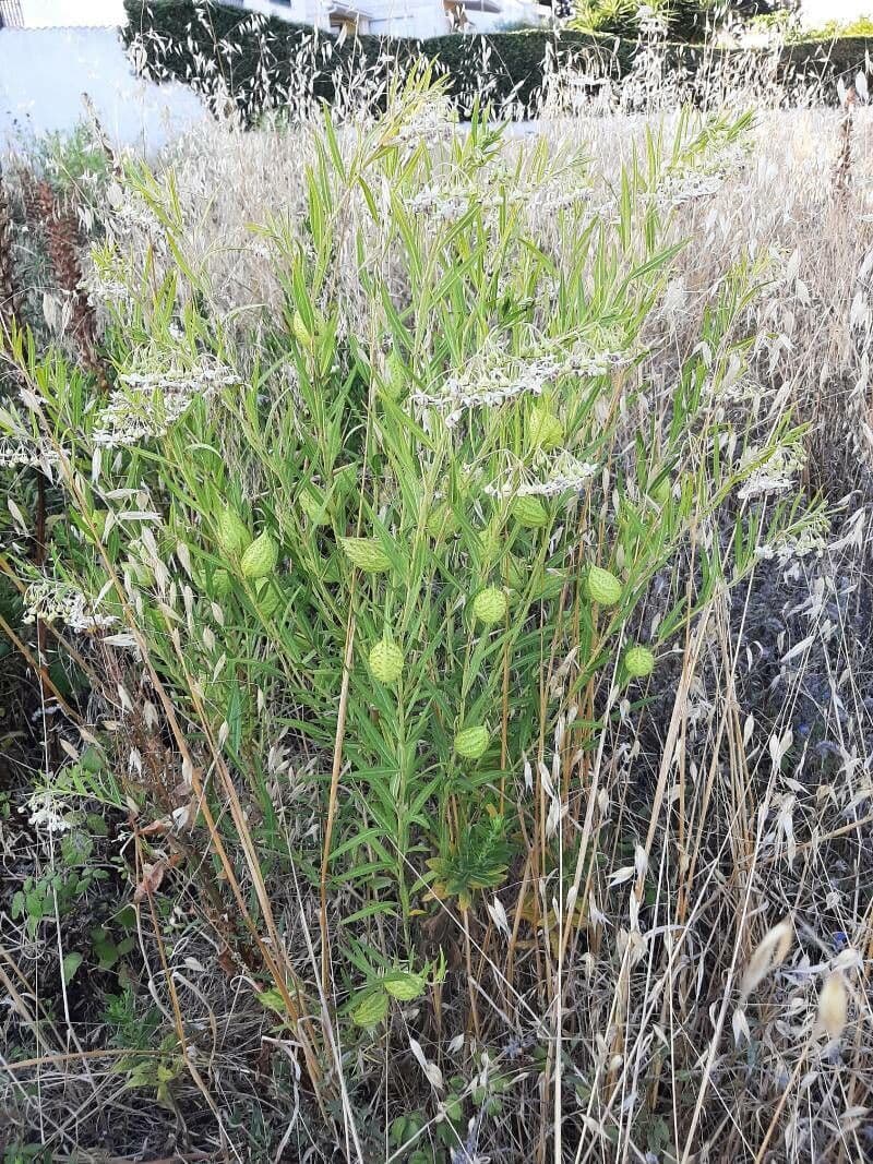 Gomphocarpus physocarpus 11