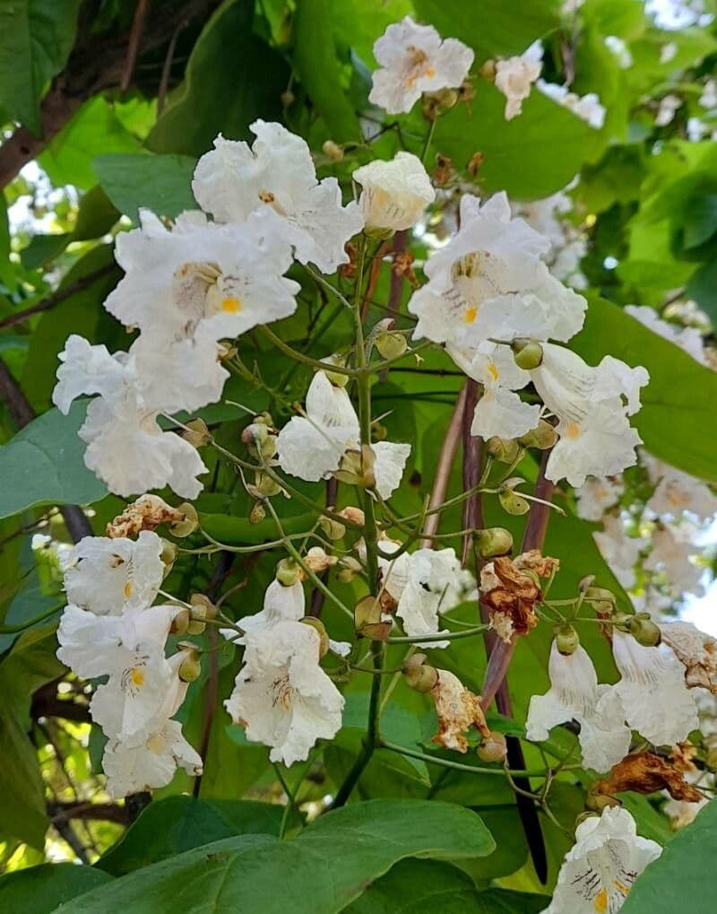 Pavlovnie 6