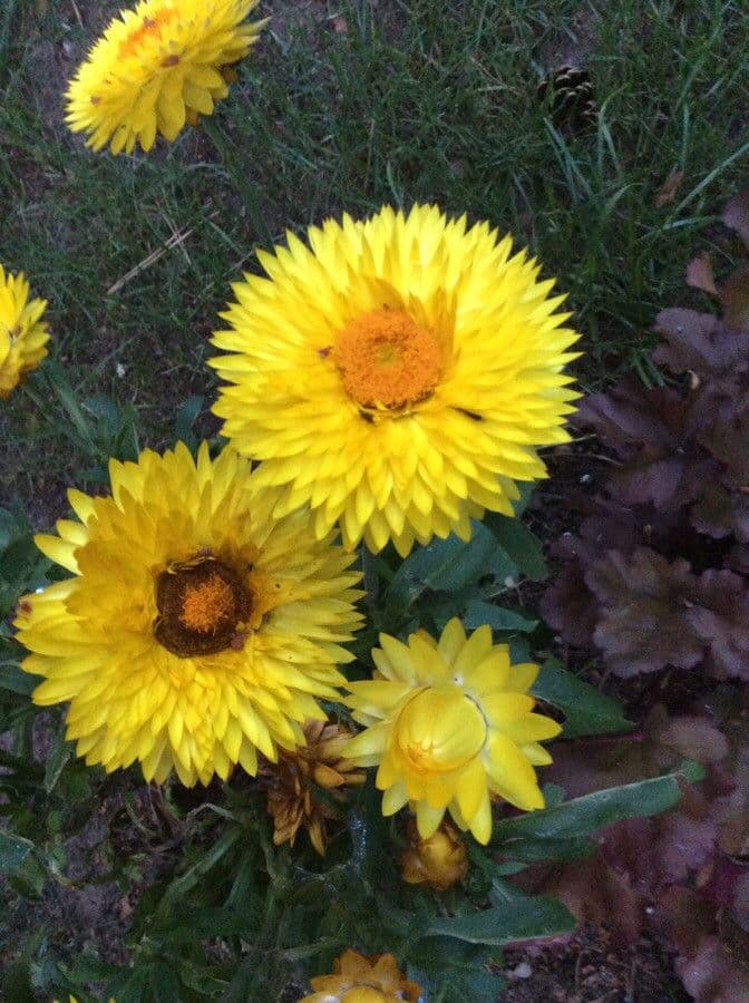 Xerochrysum 6