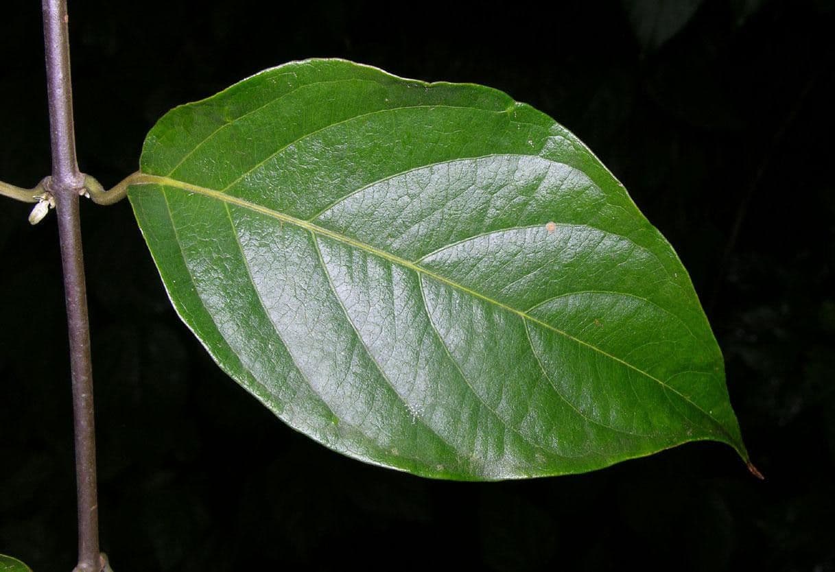Ayahuasca 11