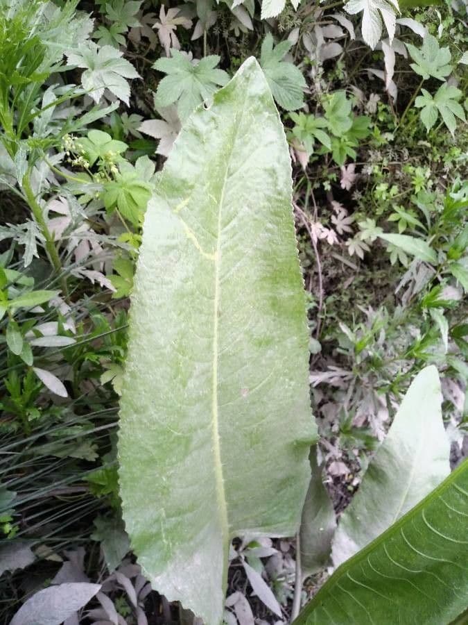 Senecio 11