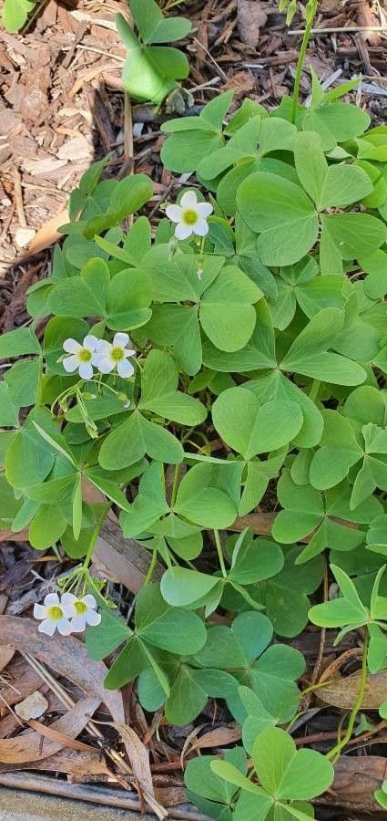 Acetosa debilis 14