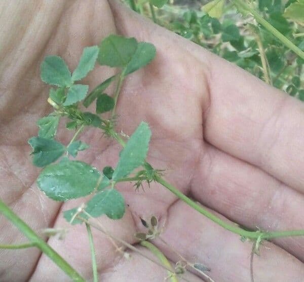 Erba medica orbicolare 21