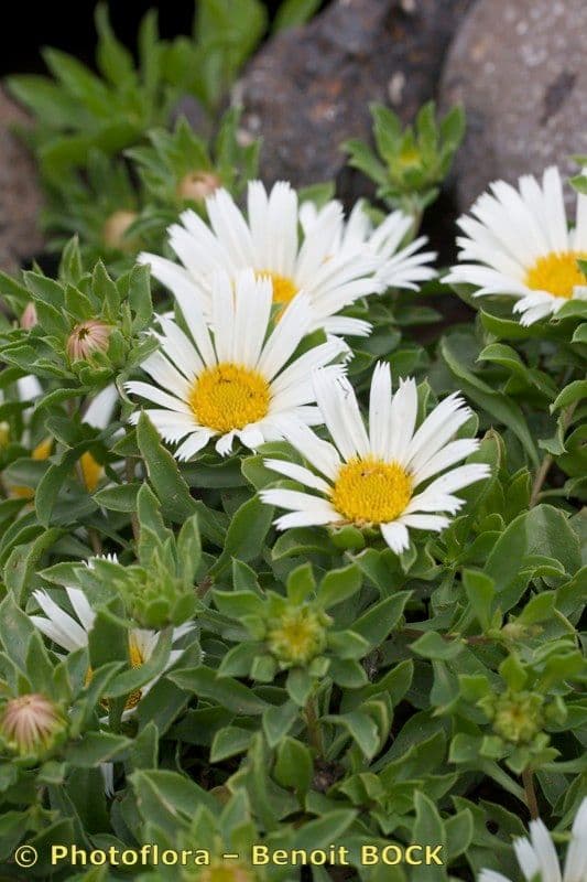 Asteriscus 6