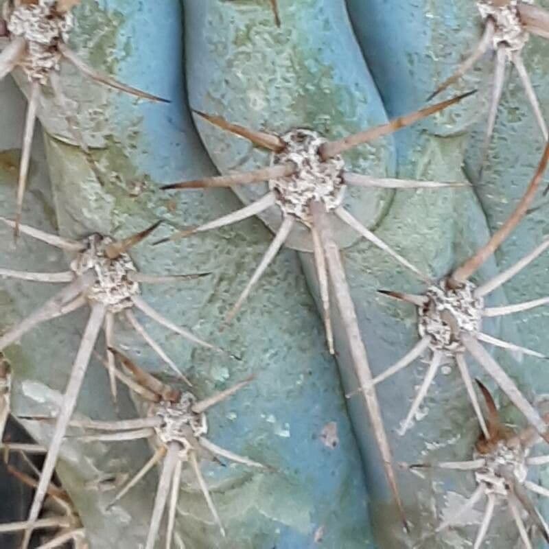 Browningia 10