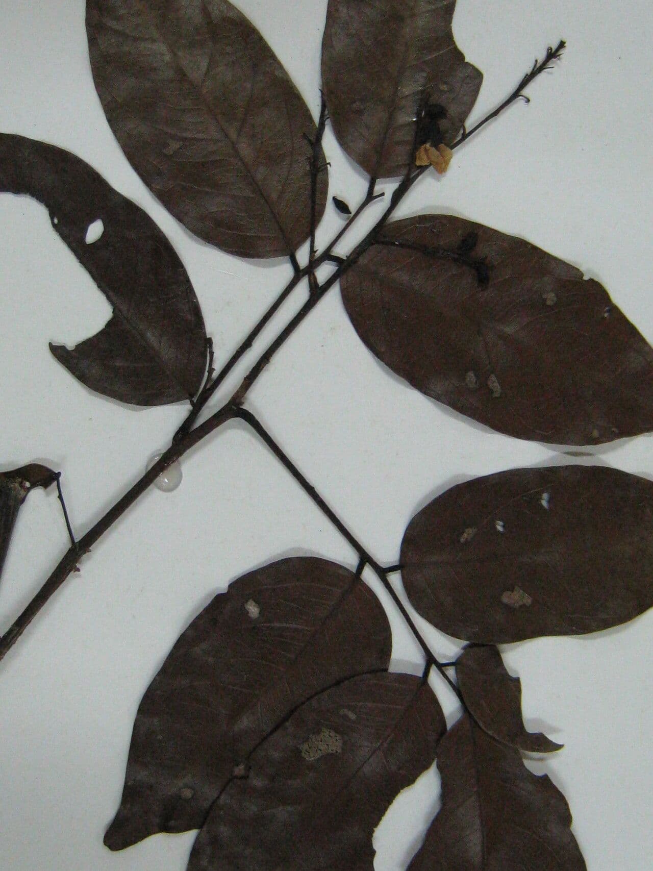 Pterocarpus 26