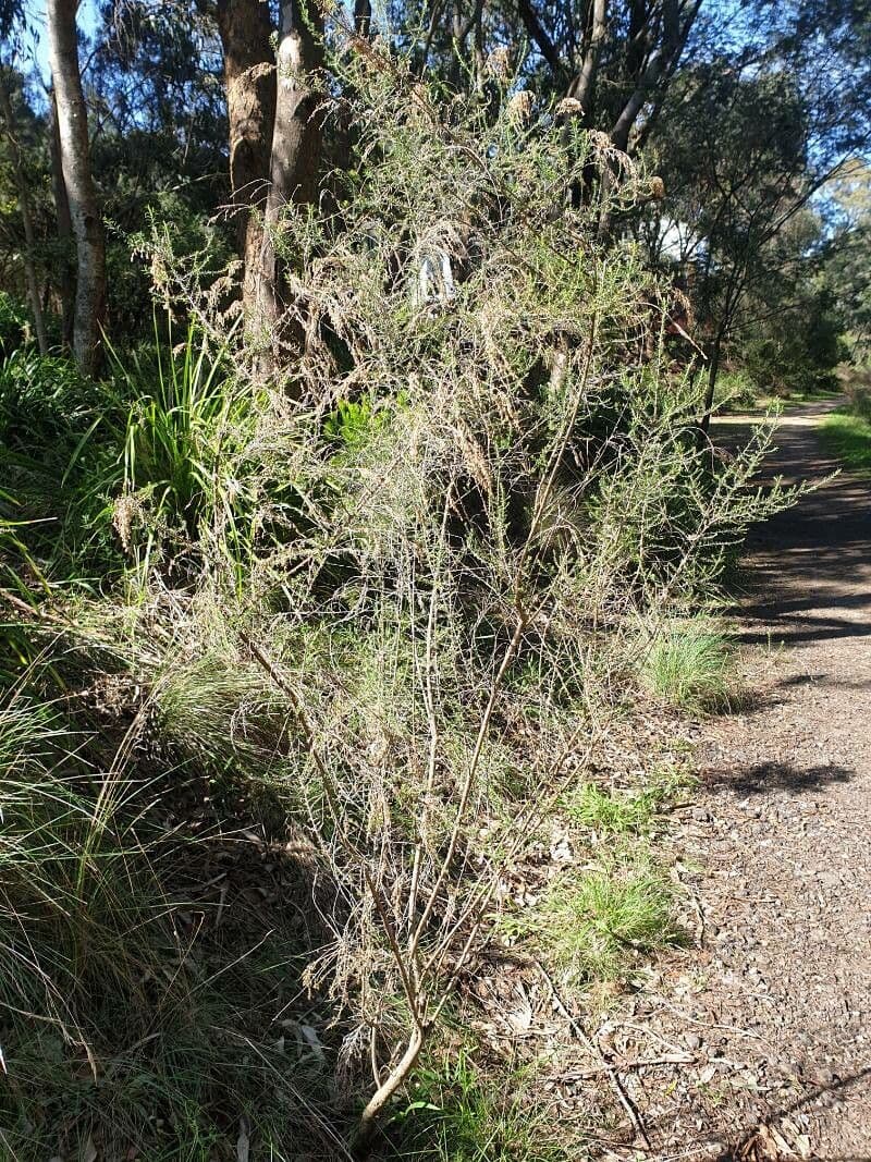 Cassinia 2