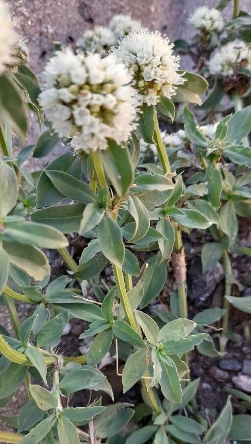 Spermacoce verticillata 7