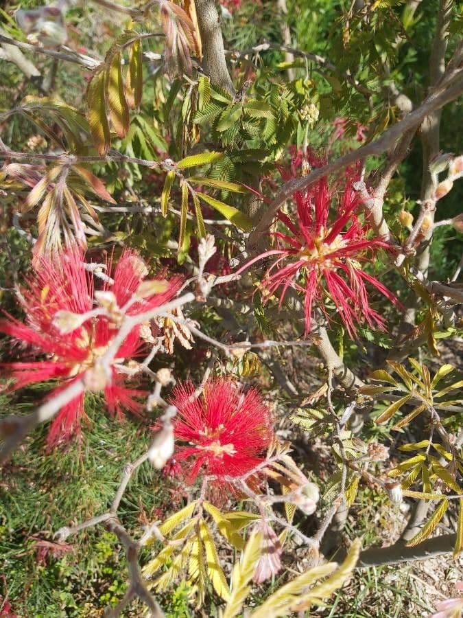Fairy-duster 9