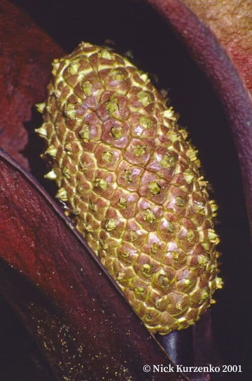Symplocarpus renifolius 2