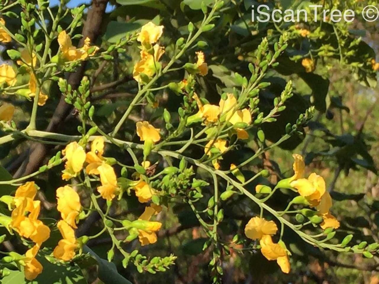 Hülsenbaum 8