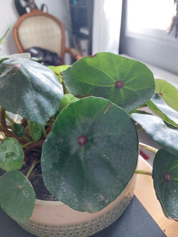 Begonia 2