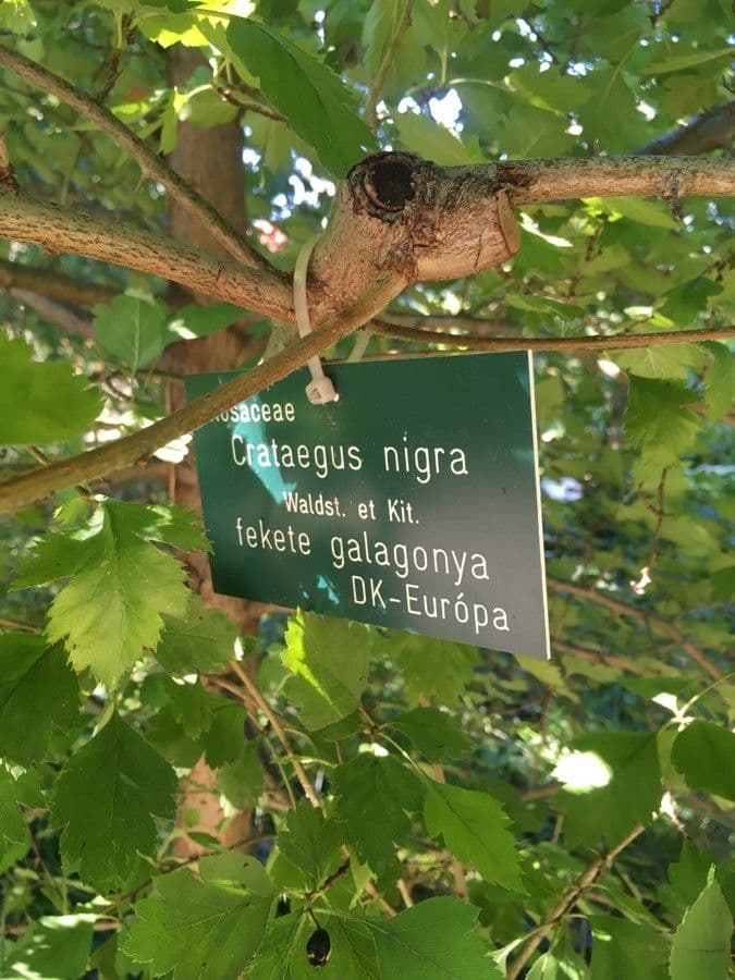Hloh černý 7