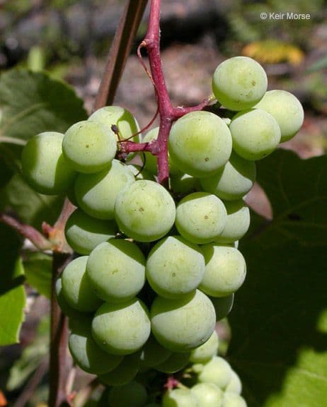 Vinič kalifornský 3
