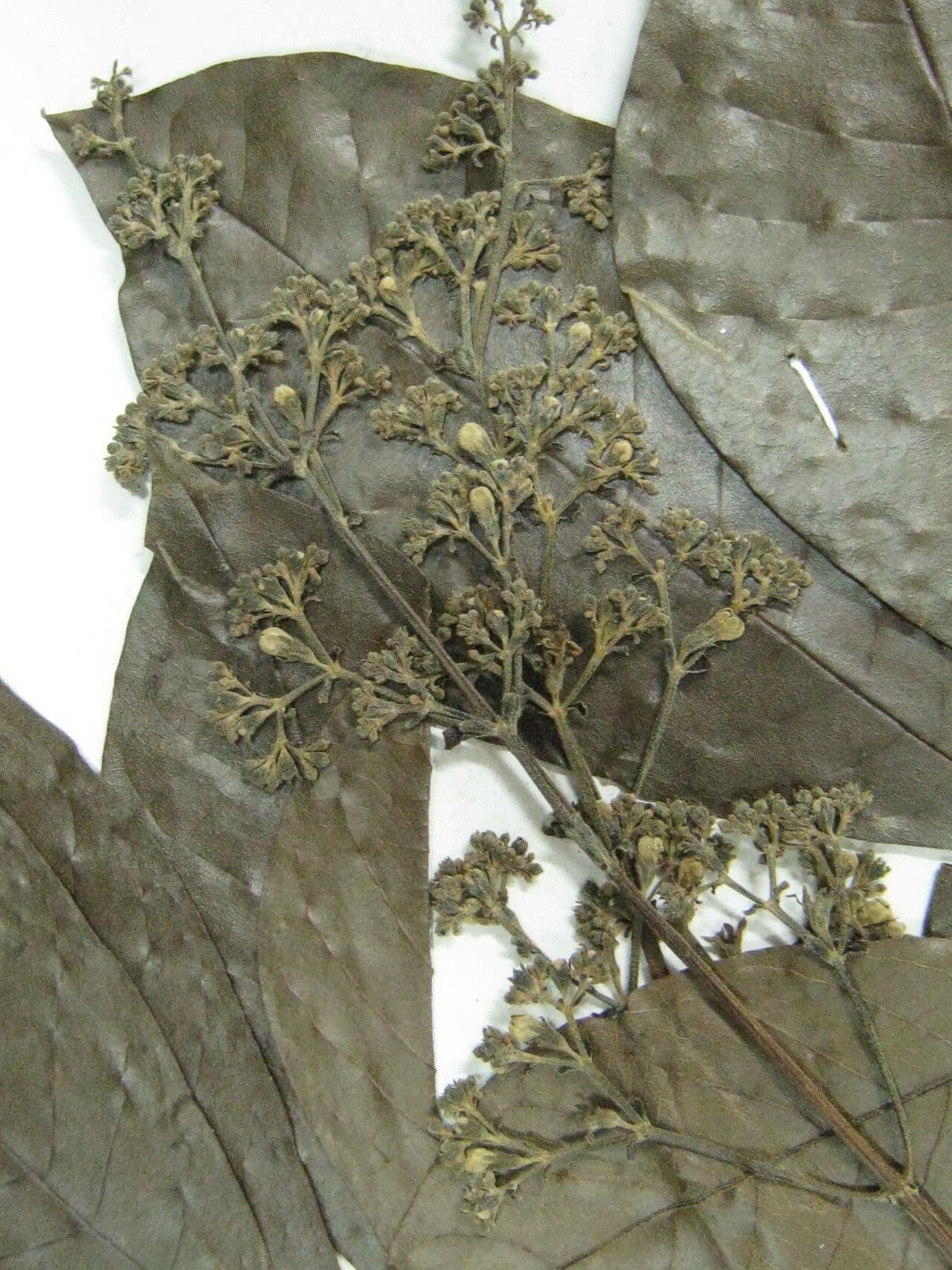 Vitex compresso 5