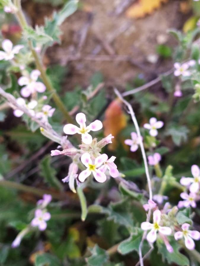 Malcolmia africana 3