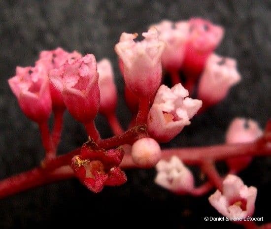Acropogon 9