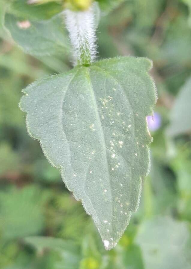 Praxelis 9