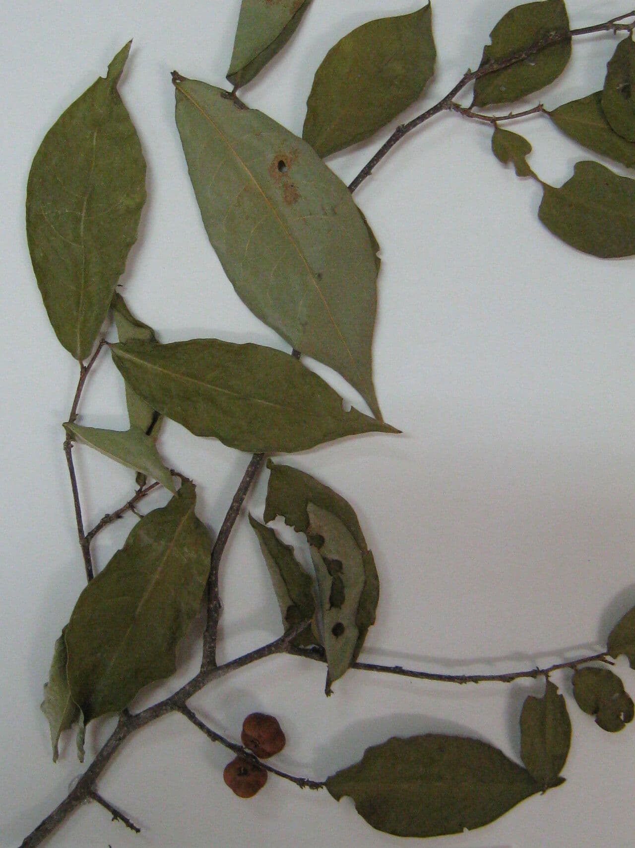 Margaritaria nobilis 20