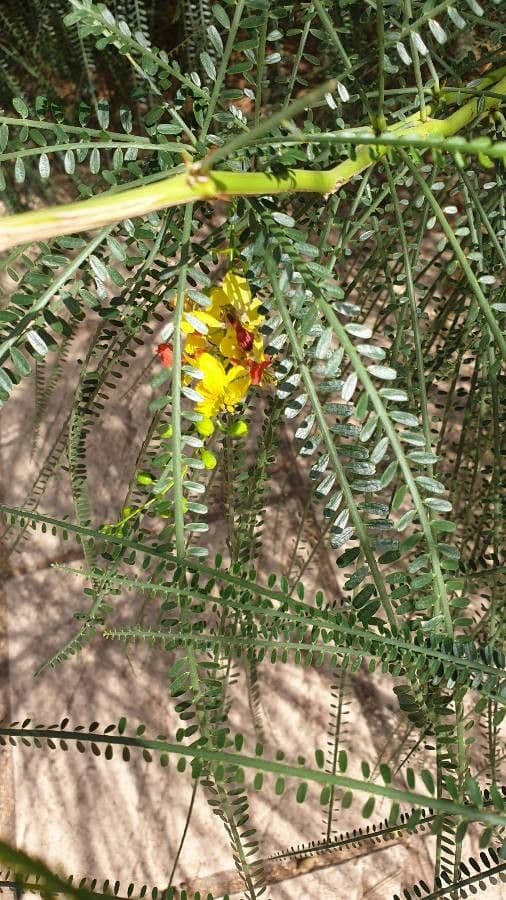 Parkinsonia 7