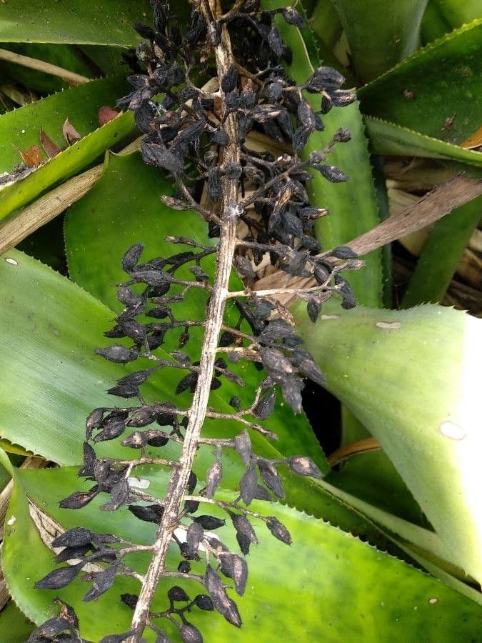 Aechmea 2