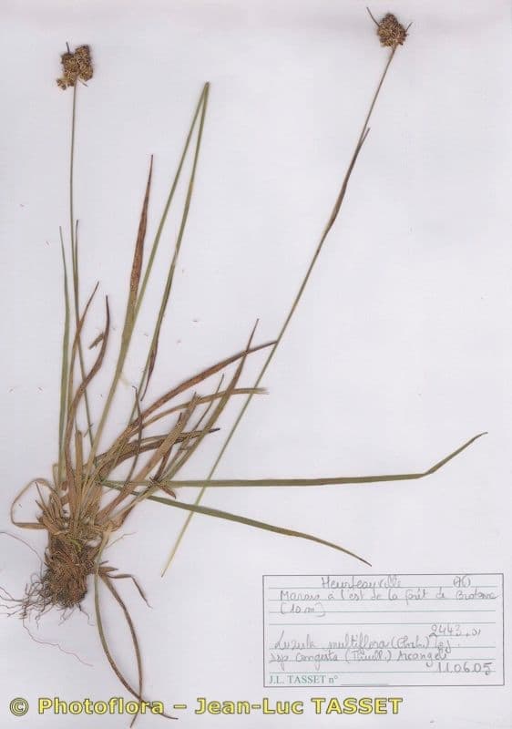 Luzule condensée 12