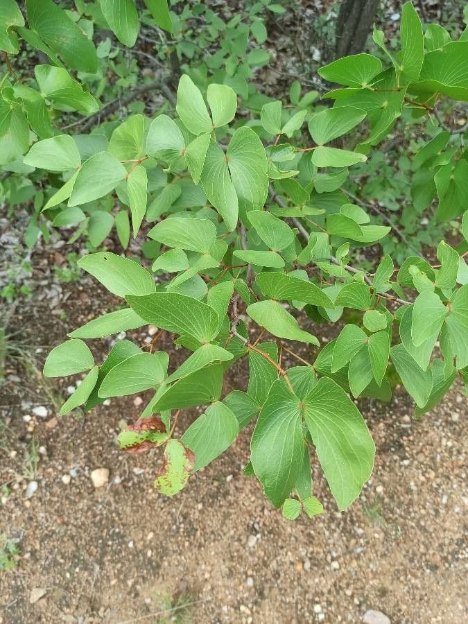 Mopane 10