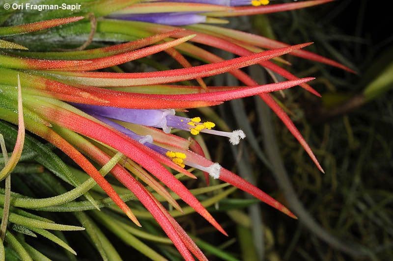 Tillandsia ionantha 4
