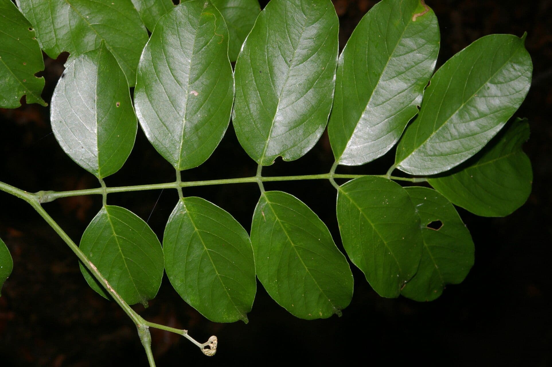 Guatemalaischer Lancepod