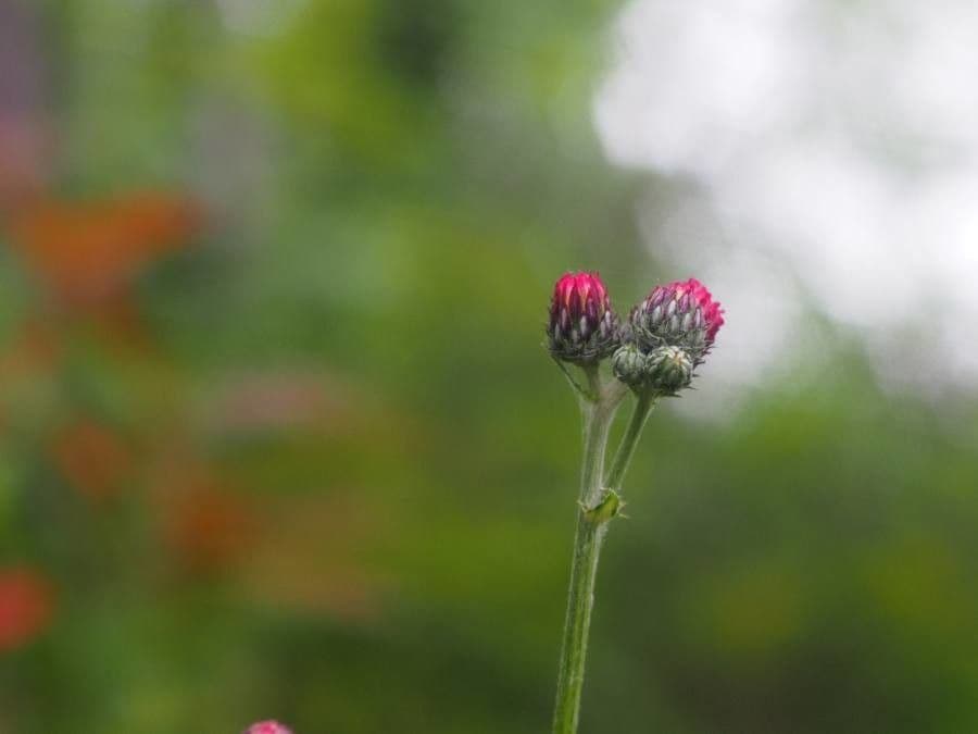 Knollen-Distel 7