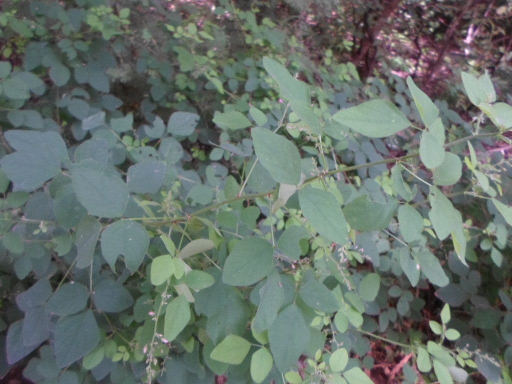 Desmodium 4