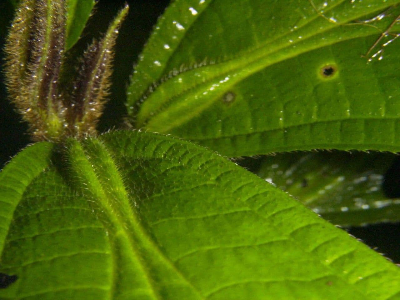 Conostegia 12