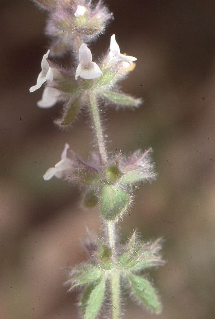 Gryzownik