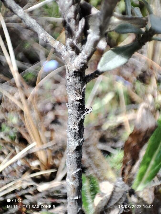 Linochilus 18