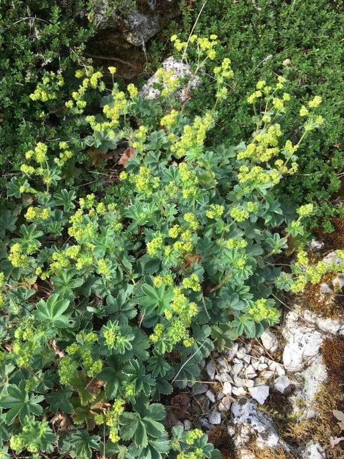 Alchemilla 7