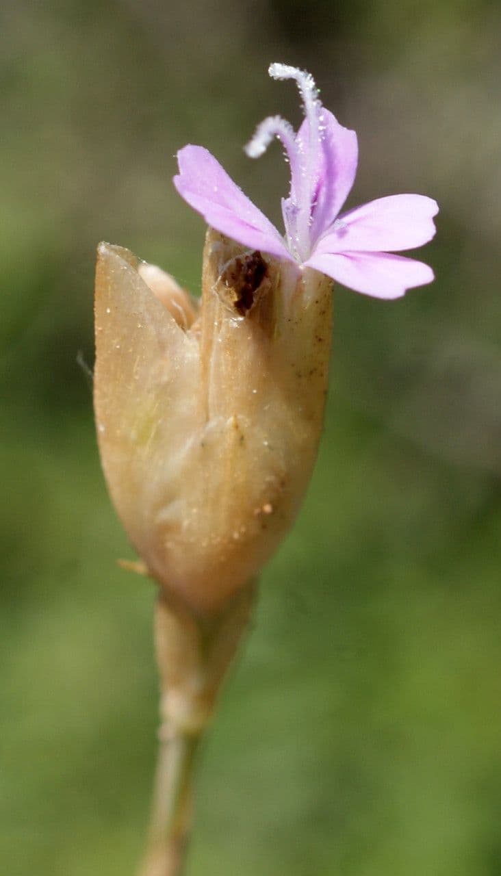 Garofano di Nanteuil 5