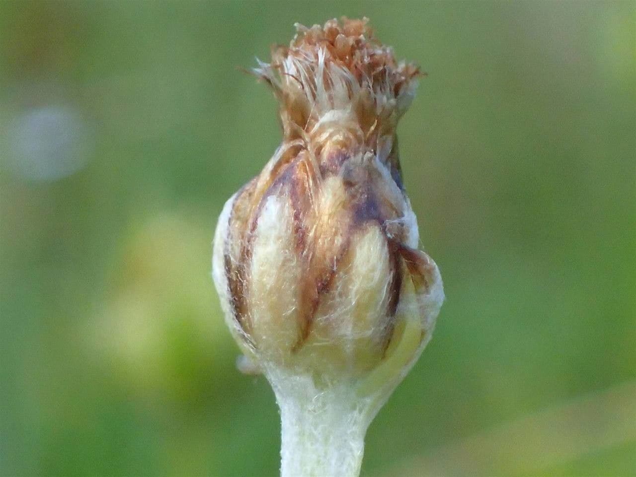 Gnaphalium nano 4